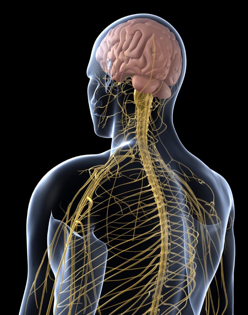 The Vagus Nerve